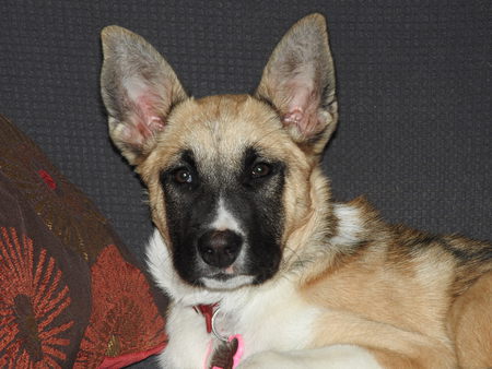 Entry image for Brandy . Clicking this image will show a larger photo