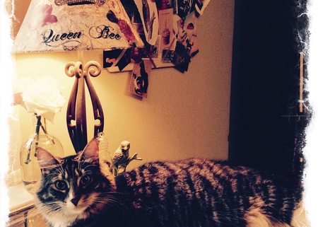 Entry image for Princess Merida. Clicking this image will show a larger photo