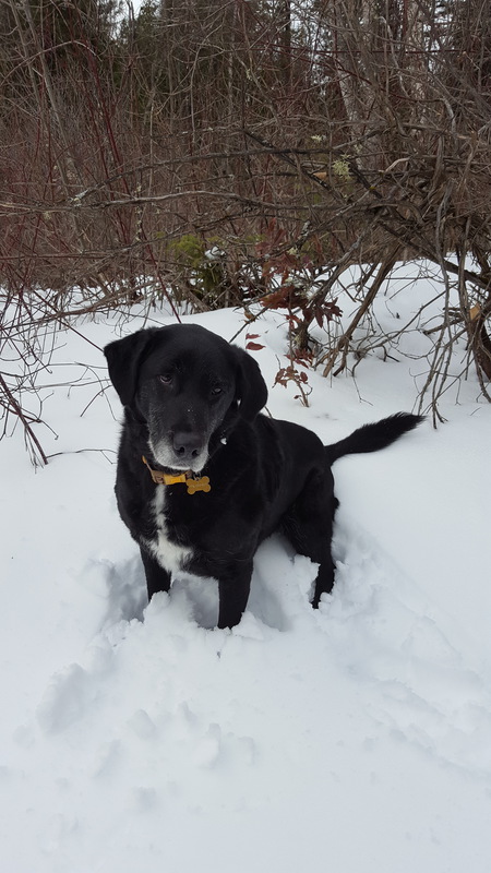 Entry image for Miska. Clicking this image will show a larger photo