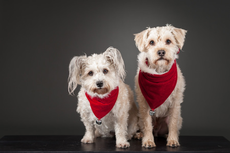 Entry image for Deeks and Kenzie . Clicking this image will show a larger photo