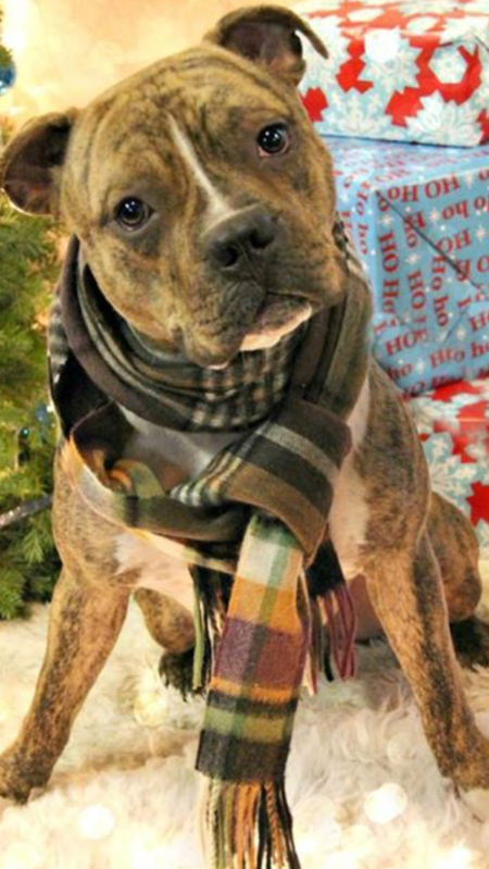 Entry image for Opie. Clicking this image will show a larger photo