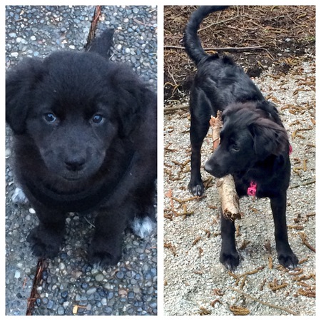 Entry image for Leia . Clicking this image will show a larger photo