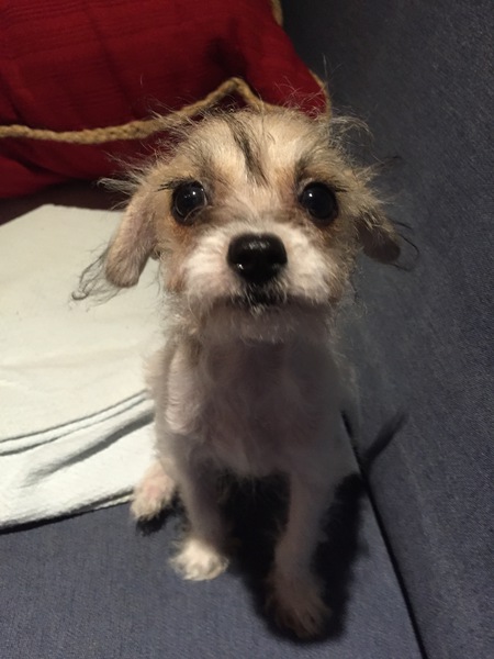 Entry image for Piper. Clicking this image will show a larger photo