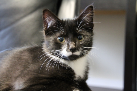 Entry image for Moustache. Clicking this image will show a larger photo