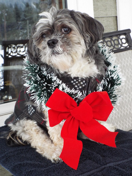 Entry image for Max. Clicking this image will show a larger photo