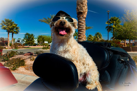 Entry image for Mojo. Clicking this image will show a larger photo