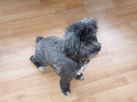 Entry image for Hulky. Clicking this image will show a larger photo