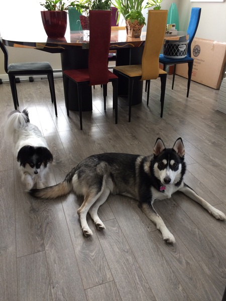 Entry image for Molly. Clicking this image will show a larger photo