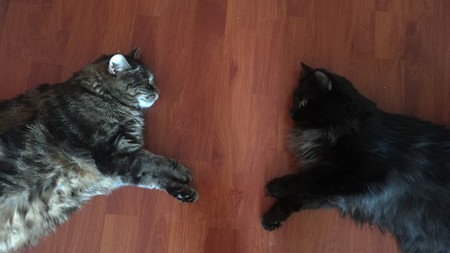 Entry image for Mina and Petit. Clicking this image will show a larger photo