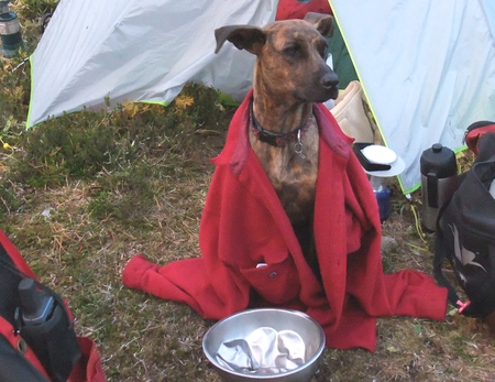 Entry image for Lucky. Clicking this image will show a larger photo