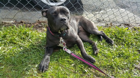 Entry image for Kiana. Clicking this image will show a larger photo