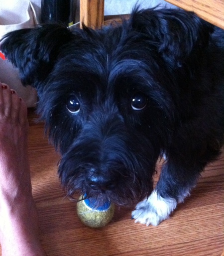 Entry image for GUS. Clicking this image will show a larger photo