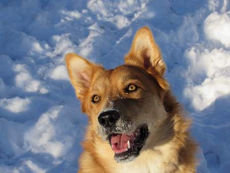 Entry image for Foxy. Clicking this image will show a larger photo