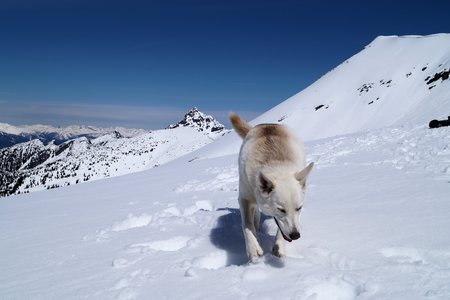 Entry image for Nika. Clicking this image will show a larger photo