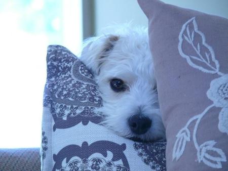 Entry image for Sadie. Clicking this image will show a larger photo