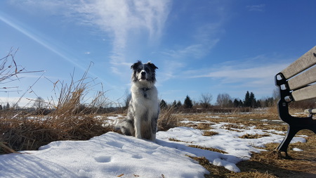 Entry image for Merle. Clicking this image will show a larger photo