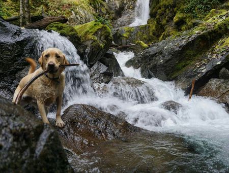 Entry image for Bentley. Clicking this image will show a larger photo