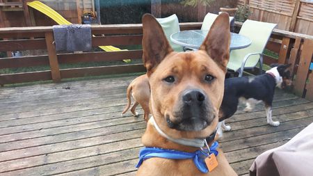 Entry image for Taz aka Bubba. Clicking this image will show a larger photo