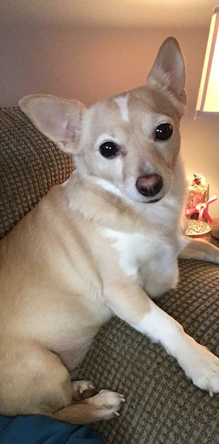 Entry image for Luna. Clicking this image will show a larger photo