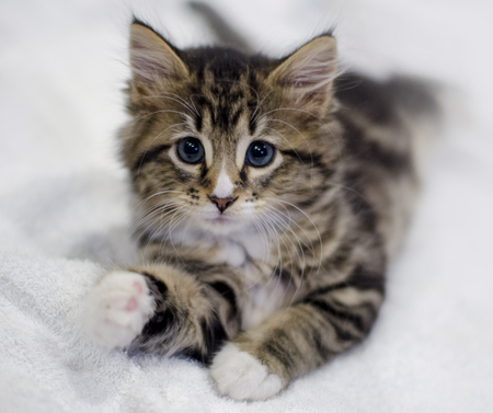 Entry image for Bonnie . Clicking this image will show a larger photo