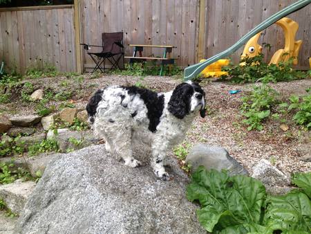 Entry image for Jack. Clicking this image will show a larger photo