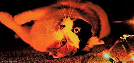 Entry image for Bonkers. Clicking this image will show a larger photo