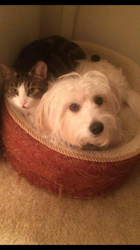 Entry image for Benji and Spazzy. Clicking this image will show a larger photo