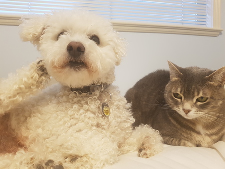Rupert (dog) and Marla (cat)