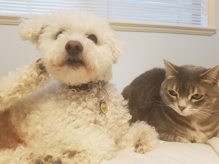 Entry image for Rupert (dog) and Marla (cat). Clicking this image will show a larger photo