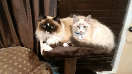 Entry image for Oreo and Moon. Clicking this image will show a larger photo