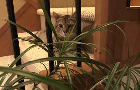 Entry image for Sampson . Clicking this image will show a larger photo