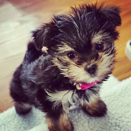 Entry image for Honey. Clicking this image will show a larger photo