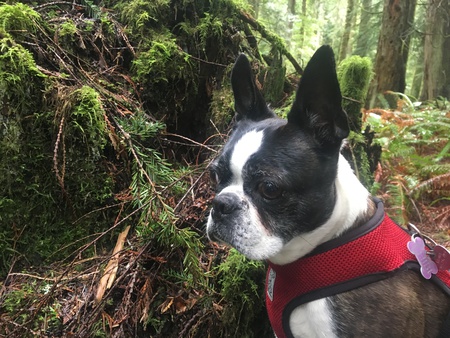 Entry image for Chibi. Clicking this image will show a larger photo