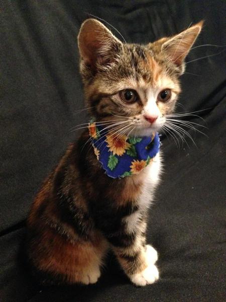 Entry image for Zoey. Clicking this image will show a larger photo