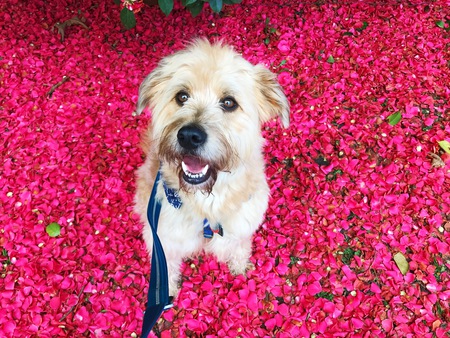 Entry image for Odyss Wheaten. Clicking this image will show a larger photo