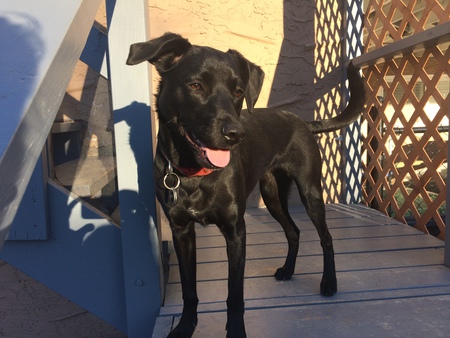 Entry image for Bella. Clicking this image will show a larger photo