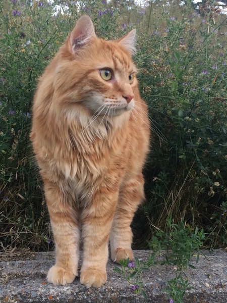 Entry image for Kitty. Clicking this image will show a larger photo