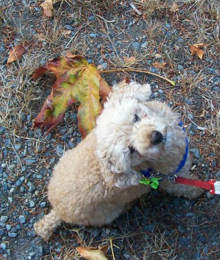 Entry image for Bim. Clicking this image will show a larger photo