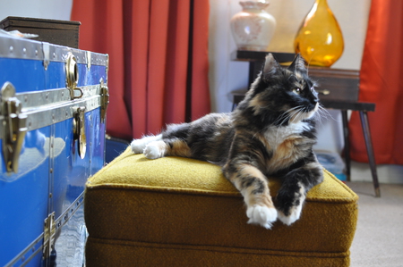 Entry image for Juno. Clicking this image will show a larger photo