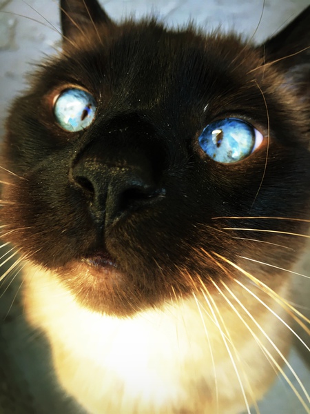 Entry image for Tigger . Clicking this image will show a larger photo