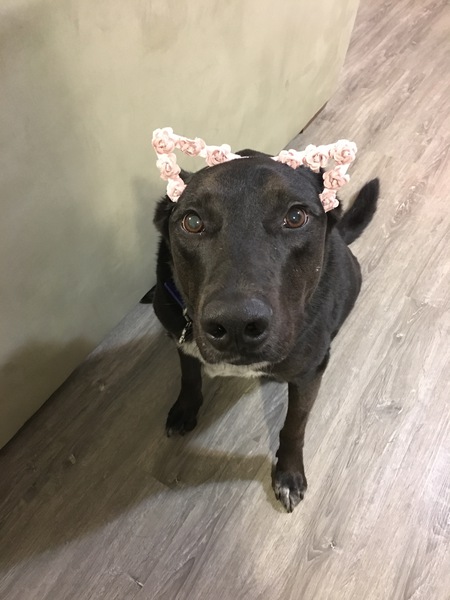 Entry image for Hubble. Clicking this image will show a larger photo