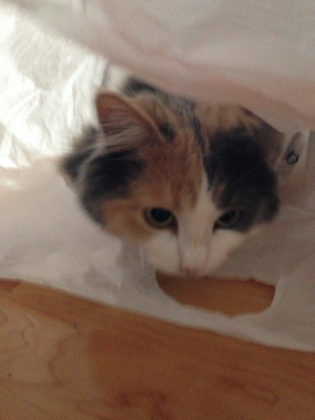 Entry image for Alice. Clicking this image will show a larger photo