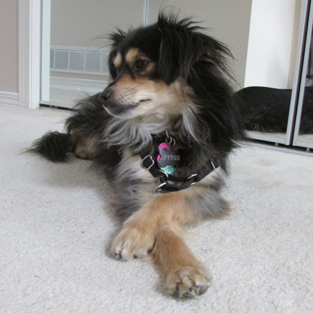 Entry image for Pyper "Psalot" Val Jean. Clicking this image will show a larger photo