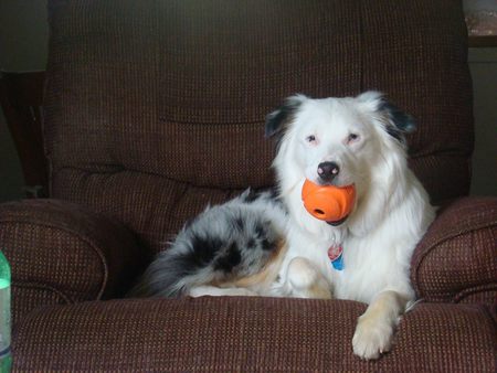 Entry image for AUSSIE. Clicking this image will show a larger photo