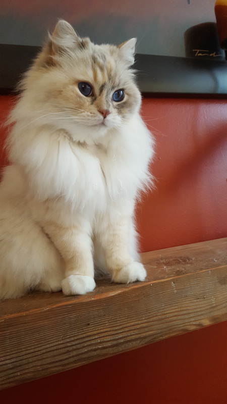 Entry image for MaggieMae . Clicking this image will show a larger photo