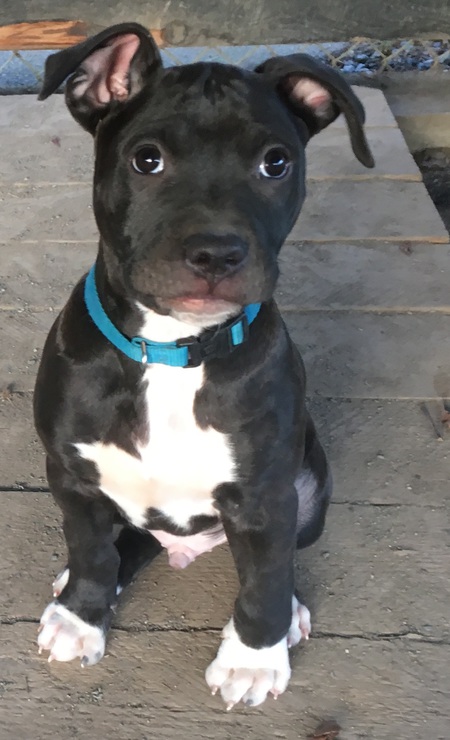 Entry image for Dillon. Clicking this image will show a larger photo