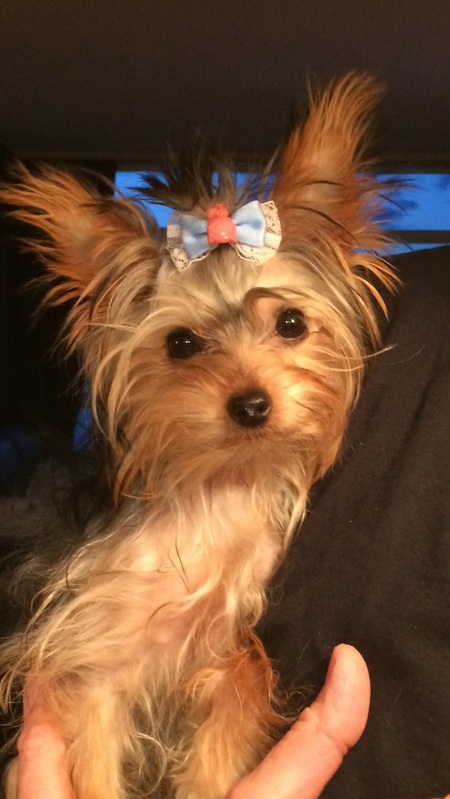 Entry image for Sophie. Clicking this image will show a larger photo