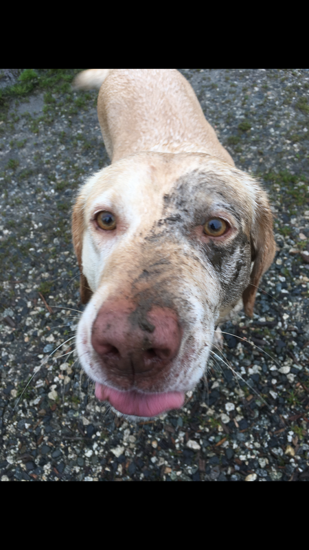 Entry image for Beau. Clicking this image will show a larger photo