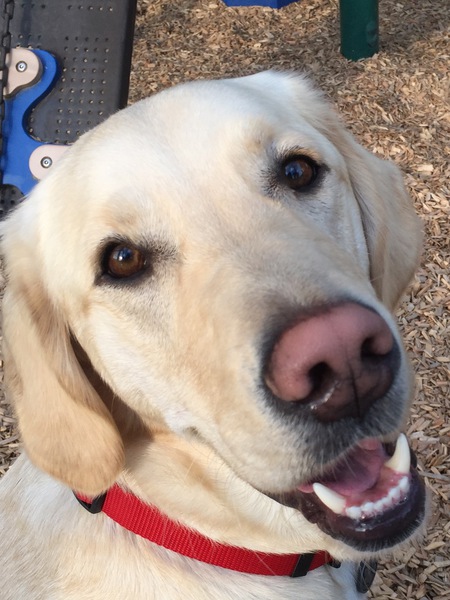 Entry image for Buddy. Clicking this image will show a larger photo