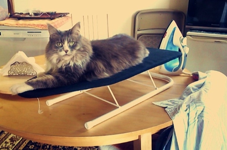 Entry image for Kitty. Clicking this image will show a larger photo